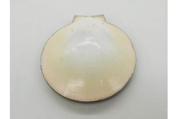 高木玉栄　荒磯　月日貝　上品な蒔絵とデザイン性に心惹かれる香合(シェル、鯛、魚、波紋、香道具、茶道具、蒔絵、木製、漆器、小物入れ、鵬雲斎書付き、共箱付き)(R-079308)