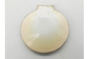 高木玉栄　荒磯　月日貝　上品な蒔絵とデザイン性に心惹かれる香合(シェル、鯛、魚、波紋、香道具、茶道具、蒔絵、木製、漆器、小物入れ、鵬雲斎書付き、共箱付き)(R-079308)