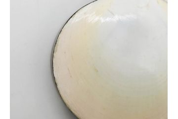 高木玉栄　荒磯　月日貝　上品な蒔絵とデザイン性に心惹かれる香合(シェル、鯛、魚、波紋、香道具、茶道具、蒔絵、木製、漆器、小物入れ、鵬雲斎書付き、共箱付き)(R-079308)