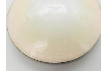 高木玉栄　荒磯　月日貝　上品な蒔絵とデザイン性に心惹かれる香合(シェル、鯛、魚、波紋、香道具、茶道具、蒔絵、木製、漆器、小物入れ、鵬雲斎書付き、共箱付き)(R-079308)