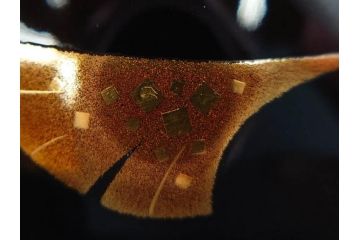 鈴谷鐵五郎　輪島塗　銀杏　繊細な蒔絵に見惚れる棗(いちょう、梨地、漆器、木製、茶入れ、茶筒、茶道具、茶器、共布付き、共箱付き)(R-079428)