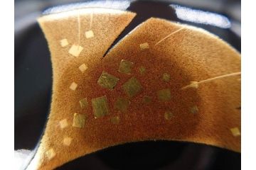 鈴谷鐵五郎　輪島塗　銀杏　繊細な蒔絵に見惚れる棗(いちょう、梨地、漆器、木製、茶入れ、茶筒、茶道具、茶器、共布付き、共箱付き)(R-079428)