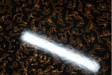 中古　未使用　展示品　東北　津軽塗り　唐塗り　隅々まで意匠を凝らした上質で美しい漆塗りの座卓　定価約95万円　(R-079447)