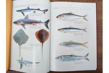 昭和57年　魚譜 日本料理盛付精撰 日本食用魚介藻 大図鑑(著者 志の島忠、監修 末廣恭雄 阿部宗明 鈴木克美 益田一、グラフ社、本、古書、和食、指南書、レシピ、カバー付き、外箱付き)(R-079459)