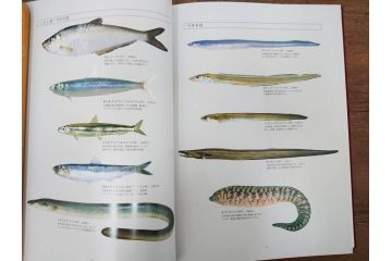 昭和57年　魚譜 日本料理盛付精撰 日本食用魚介藻 大図鑑(著者 志の島忠、監修 末廣恭雄 阿部宗明 鈴木克美 益田一、グラフ社、本、古書、和食、指南書、レシピ、カバー付き、外箱付き)(R-079459)