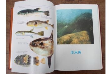 昭和57年　魚譜 日本料理盛付精撰 日本食用魚介藻 大図鑑(著者 志の島忠、監修 末廣恭雄 阿部宗明 鈴木克美 益田一、グラフ社、本、古書、和食、指南書、レシピ、カバー付き、外箱付き)(R-079459)