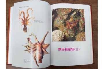 昭和57年　魚譜 日本料理盛付精撰 日本食用魚介藻 大図鑑(著者 志の島忠、監修 末廣恭雄 阿部宗明 鈴木克美 益田一、グラフ社、本、古書、和食、指南書、レシピ、カバー付き、外箱付き)(R-079459)