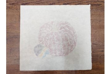 真作　人間国宝　芹沢銈介　型絵染　様々な匠の創造性に触れられる版画7枚セット(絵画、うちわ絵、益子土瓶図、風景画、野菜、山、植物、諸国民芸、株式会社たくみ、記念品、落款印、ケース付き)(R-079476)