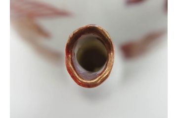 明治期　九谷焼　赤絵　金彩　鳳凰図　厳かな風格のある急須(鳥、雲文、和食器、水注、茶道具、茶器、水指、水差)(R-079566)