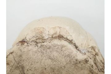 明治期　時代物　清水六兵衛　京焼　在銘作家物　犬の微笑ましい表情に心が癒される香炉(イヌ、仏具、茶道具、裏印、外箱付き)(R-079683)
