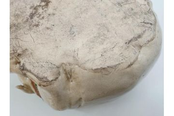 明治期　時代物　清水六兵衛　京焼　在銘作家物　犬の微笑ましい表情に心が癒される香炉(イヌ、仏具、茶道具、裏印、外箱付き)(R-079683)