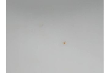 戦前　オールド香蘭社　有田焼　染付　色絵　約11cm　3.4寸　食卓を華やかに彩る蓋付き茶碗4客セット(瓢箪、ひょうたん、唐草、花、蓋茶碗、器、どんぶり、和食器、裏印、三寸四分)(R-080073)