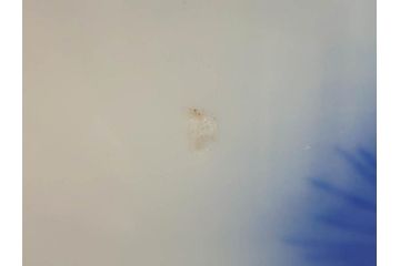 戦前　オールド香蘭社　有田焼　染付　松　気品を感じる湯呑み5客セット(松の実、松ぼっくり、湯のみ、茶器、煎茶、蓋物、蓋付き、金彩、裏印、共箱付き)(R-080084)