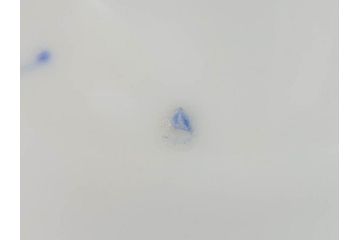 戦前　オールド香蘭社　有田焼　染付　松　気品を感じる湯呑み5客セット(松の実、松ぼっくり、湯のみ、茶器、煎茶、蓋物、蓋付き、金彩、裏印、共箱付き)(R-080084)