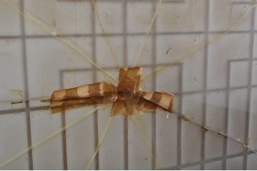 アンティーク建具　上手物!!　高級品　欅(ケヤキ)材　古い大邸宅で使われていた漆塗りの大きなガラス戸2枚セット(引き戸)(R-080199)