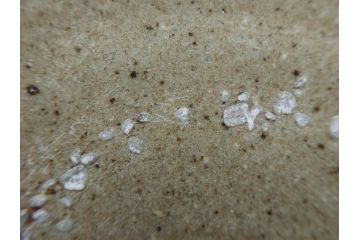 小林東五　對州窯　刷毛目(はけめ)　約20cm　6.6寸　土の温かみを感じる平皿(深皿、和皿、和食器、六寸六分、共箱付き)(R-080407)