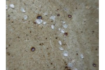 小林東五　對州窯　刷毛目(はけめ)　約20cm　6.6寸　土の温かみを感じる平皿(深皿、和皿、和食器、六寸六分、共箱付き)(R-080407)