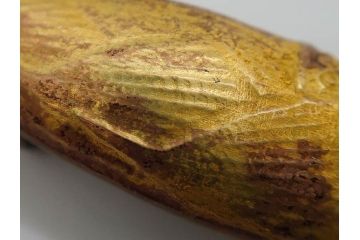彫金家　信田洋　「竹の子」　Silver(シルバー)　春の息吹を感じさせる帯留(タケノコ、銀、台座、帯留め、着物道具、和装小物、アクセサリー共箱付き)(R-080551)