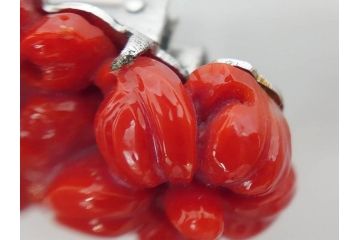 時代物　赤珊瑚　彫刻　色鮮やかな帯留(花、サンゴ、帯留め、着物道具、和装小物、アクセサリー、ブローチ)(R-080552)