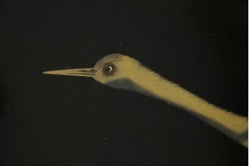 和風ビンテージ　輪島塗り　漆絵　迫力のある鶴の絵柄が目を惹く折り畳み衝立(衝立て、つい立て、衝い立て、パーテーション、仕切り、ヴィンテージ)(定価約180万円)(R-080688)