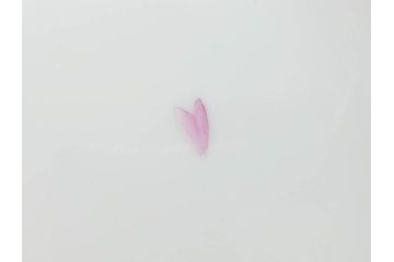 デンマーク　ROYAL COPENHAGEN(ロイヤルコペンハーゲン)　フローラダニカ　ピンクの花のデザインが可愛らしいオーバルプレート(金彩、フラワー、ディッシュ、中皿、洋食器、北欧)(R-080997)　