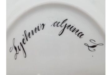 デンマーク　ROYAL COPENHAGEN(ロイヤルコペンハーゲン)　フローラダニカ　ピンクの花のデザインが可愛らしいオーバルプレート(金彩、フラワー、ディッシュ、中皿、洋食器、北欧)(R-080997)　