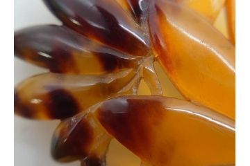 アンティーク　時代物　べっ甲(鼈甲)　美しい艶が魅力の帯留4点セット(魚、鯉、花、帯留め、着物道具、和装小物、アクセサリー、共箱付き)(R-081007)