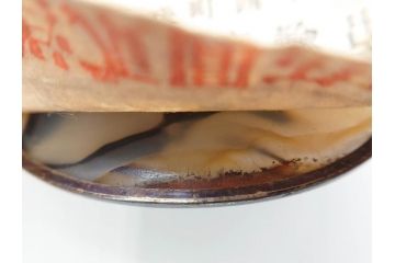 縞瑪瑙(シマメノウ)　タイガーアイ?　アンモナイト　独特な雰囲気に惹き込まれる帯留8点セット(鉱物、化石、帯留め、着物道具、和装小物、アクセサリー、ケース付き)(R-081013)
