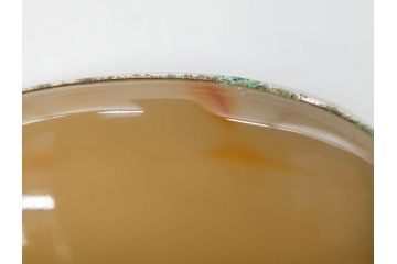 縞瑪瑙(シマメノウ)　タイガーアイ?　アンモナイト　独特な雰囲気に惹き込まれる帯留8点セット(鉱物、化石、帯留め、着物道具、和装小物、アクセサリー、ケース付き)(R-081013)