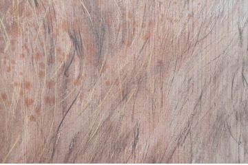 アンティーク建具　激レア　希少!!　迫力のあるライオンと細部まで描かれた雁(ガン)の図柄が目を惹かれる板絵戸3枚セット(引き戸、板戸、獅子、鳥)(R-081028)