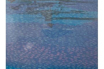 真作　原田泰治　「コスモス」　オリジナル　限定250部の内第236番　サイン入り　木版画(花、風景、講談社、エディション入り、額装、保証書付き、外箱付き、タトウ箱付き)(R-081399)
