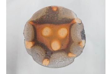 金森伸郎　志野焼　志野灰被　雪野志野　温かみを感じる独特の風合いが魅力の花生2点セット(前田昌道書付、花活、花入、花器、花瓶、ウコン布付き、裏印、共箱付)(R-081510)