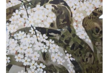 1997年　中島千波　「華三彩　櫻花の不二」　215/300　サイン入り　春爛漫の息吹を感じるシルクスクリーン(桜、風景、版画、エディション入り、額装、外箱付)(R-081670)