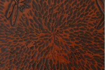 時代物　博古堂　鎌倉彫　蜻蛉の図　高足膳　深みのある風合いが美しいお膳5客セット(御膳、木製、漆器、漆芸、脚付き、共箱付)(R-082064)