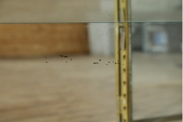 フランスアンティーク　高級品　真鍮(しんちゅう)フレーム　曲げガラス天板のおしゃれなガラスケース　(R-082104)