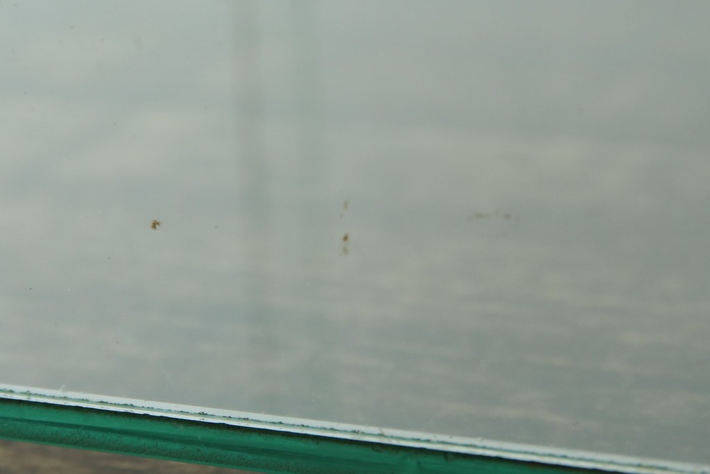 和製アンティーク　シンプルなデザインが取り入れやすい古い商店の卓上ガラスケース　(R-082175)