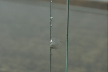 和製アンティーク　シンプルなデザインが取り入れやすい古い商店の卓上ガラスケース　(R-082175)