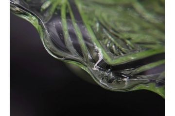 当時物　大正〜昭和初期　ウランガラス　フリル　プレスガラス　水色　お部屋を華やかに演出するコンポート2点セット(フルーツボウル、果物入れ、デザートディッシュ、タッツア、硝子、和ガラス)(R-082794)
