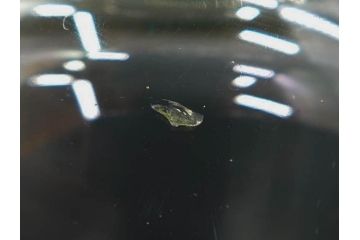 大正〜昭和初期　当時物　ウランガラス　独特な色味が魅力のグラス6客セット(コップ、硝子、和ガラス)(R-082802)