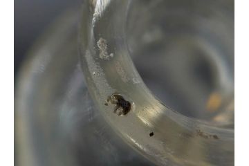 昭和初期　プレスガラス　醤油差し　食卓に彩を添えるガラス瓶5点セット(醤油瓶、しょうゆ差し、調味料入れ、ツバメ、ソース、硝子、和ガラス)(R-082885)