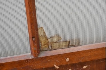 ヴィンテージ建具　昭和中期　和の雰囲気を引き立てるガラス戸2枚セット　(R-083406)