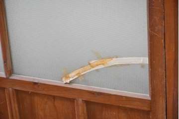 ヴィンテージ建具　昭和中期　ひし形を描く格子意匠のガラス戸4枚セット　(R-083409)