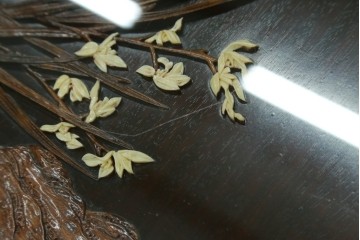 和製ヴィンテージ　超美品　民芸家具　総紫檀(シタン)彫刻　花鳥図と龍の総彫りが高級感たっぷりなガラス天板付き座卓　(R-083418)