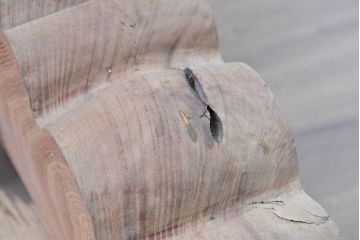 和製アンティーク　総欅(ケヤキ)材　輪切り一枚板　年輪が美しく存在感のある重厚な衝立て(パーテーション、つい立て、衝い立て、間仕切り)(R-083774)