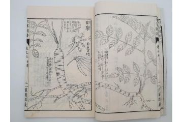 明治36年　「本草図譜」　山草部・芳草部　6冊揃(岩崎灌園、博文館、植物、図鑑、木版画、和本)(R-083904)