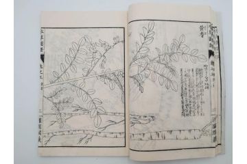 明治36年　「本草図譜」　山草部・芳草部　6冊揃(岩崎灌園、博文館、植物、図鑑、木版画、和本)(R-083904)