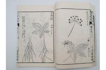 明治36年　「本草図譜」　山草部・芳草部　6冊揃(岩崎灌園、博文館、植物、図鑑、木版画、和本)(R-083904)
