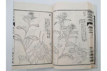 明治36年　「本草図譜」　山草部・芳草部　6冊揃(岩崎灌園、博文館、植物、図鑑、木版画、和本)(R-083904)