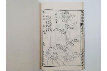 明治36年　「本草図譜」　山草部・芳草部　6冊揃(岩崎灌園、博文館、植物、図鑑、木版画、和本)(R-083904)