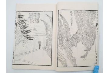 明治36年　「本草図譜」　山草部・芳草部　6冊揃(岩崎灌園、博文館、植物、図鑑、木版画、和本)(R-083904)